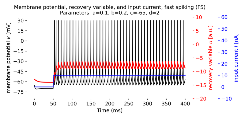 Fast spiking (FS) neuron simulated using the Izhikevich model.